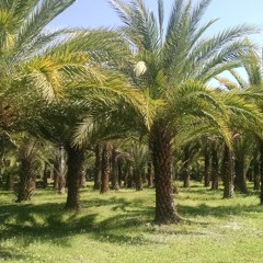 Palm Trees