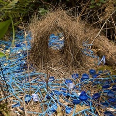 Satin Bower @ Caffeine Underground (10/18/19)