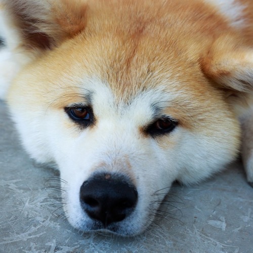 犬っぽさ By Thaik Free Listening On Soundcloud 犬っぽさ By Thaik Free Listening On Soundcloud