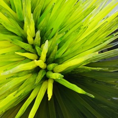 All the Colors of a Rainbow