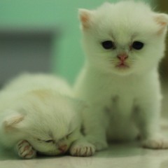 Kakamban Habang - Lagu Daerah Banjar