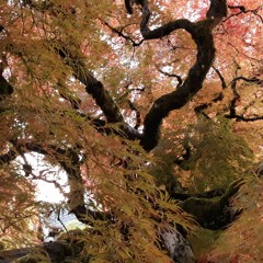 La Musique Meditation 2019