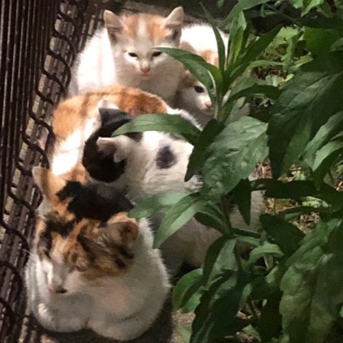 Stream 柵の横のネコ The Cats Of The Side Of A Fence By Miku Saito 齋藤未来 Listen Online For Free On Soundcloud Stream 柵の横のネコ The Cats Of The Side Of A Fence By Miku Saito 齋藤未来 Listen Online For Free On Soundcloud