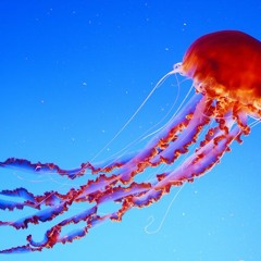 JACHAS Ep 8 - lobsters vs jellyfish