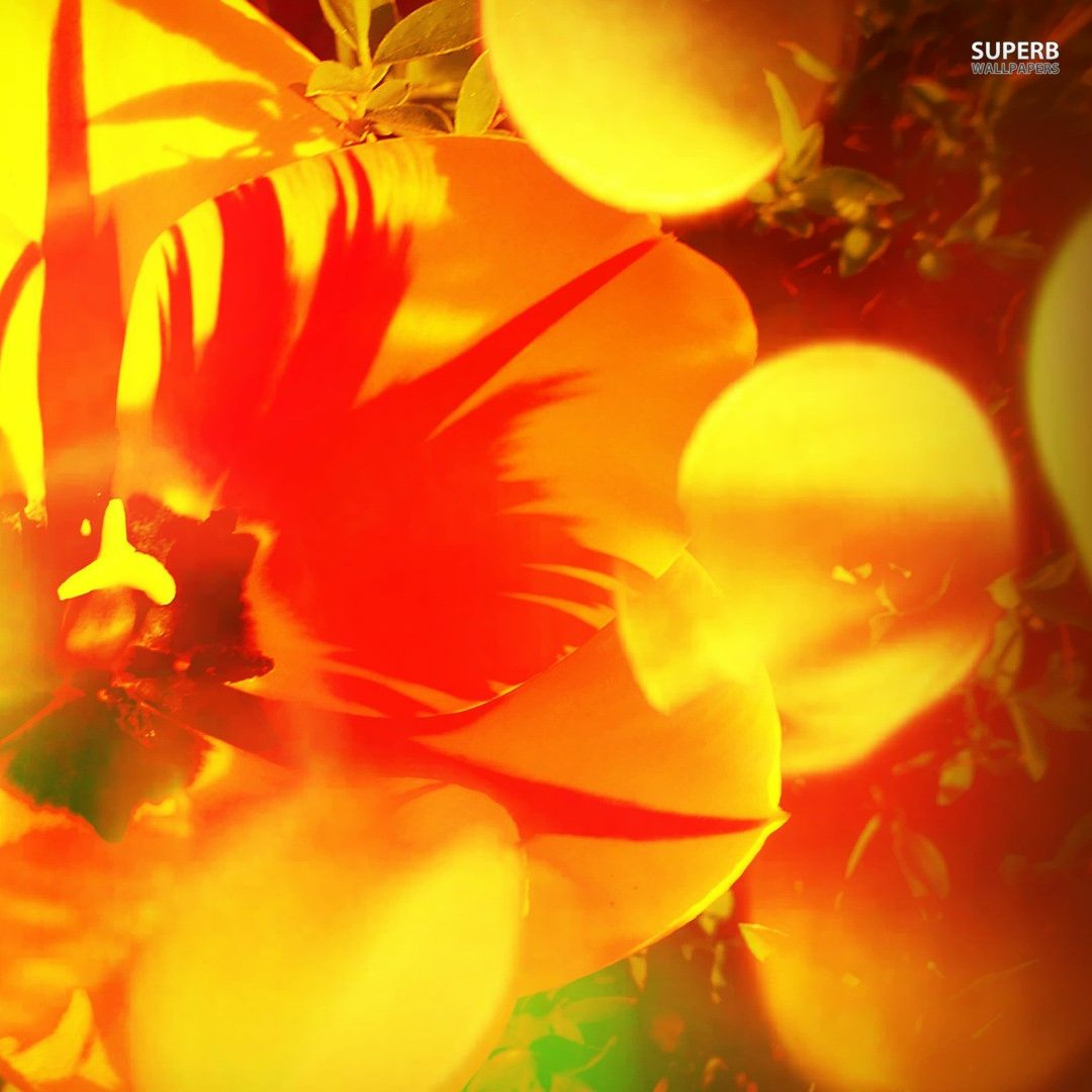Gallito - Eres episode artwork