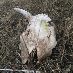 Казян(Оу74) Бал Букв