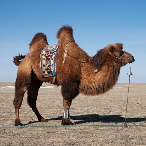 Camel Nitrate Volume 2 - a mix of Arab Acid Disco