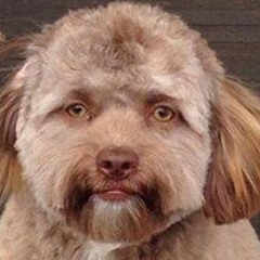 To The Dogs (A Live Old Time Radio Play)