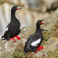 BuldirIslandAudioComposite