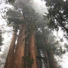 Sound Journal - Sequoia National Park