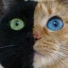 ultra.mp4 [DIGITAL DOWNLOAD]