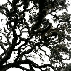 Bones (Prod ApolloYoung)