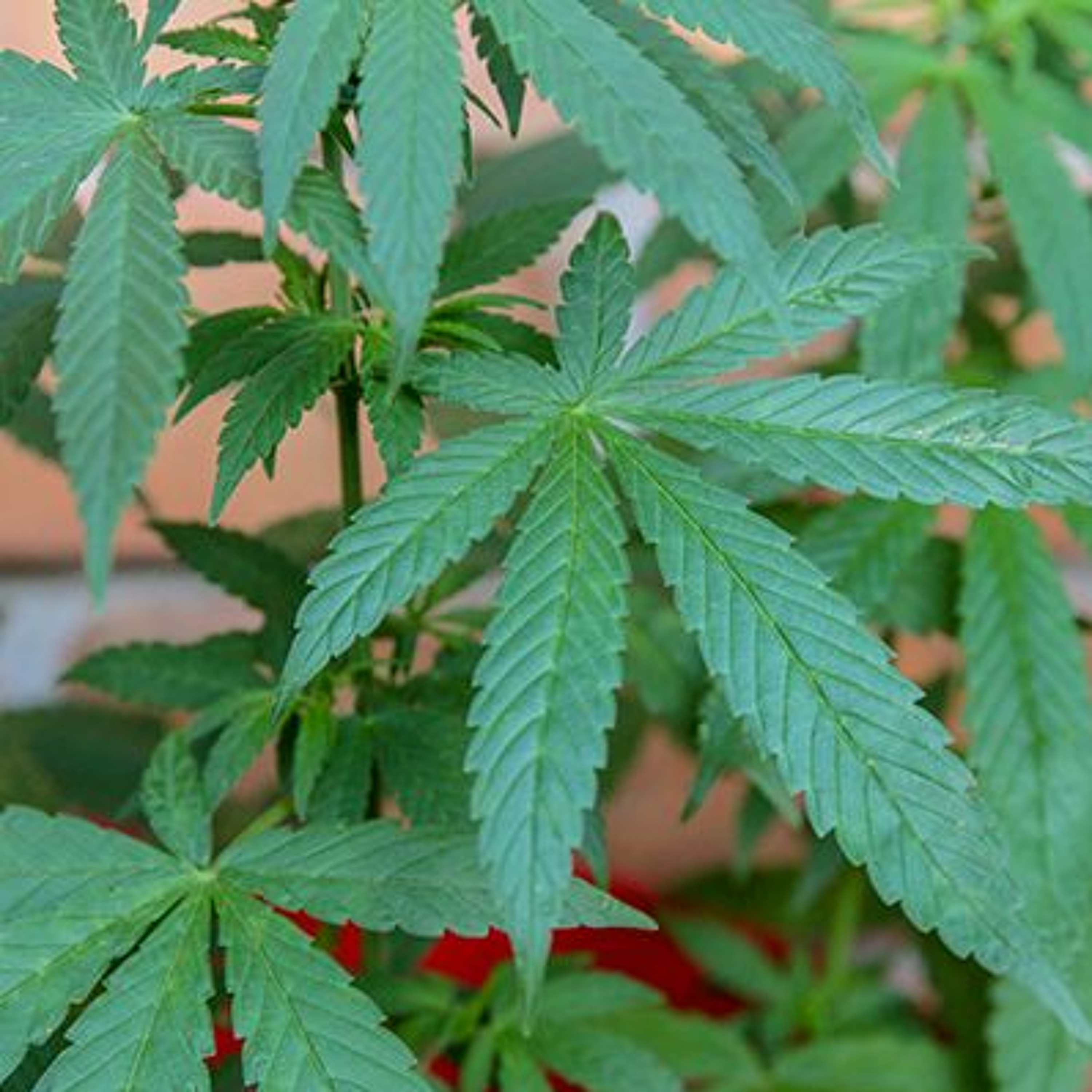 Student podcast #1 Alex and Ian discuss ‘Addiction and Mental Health’ (2019)