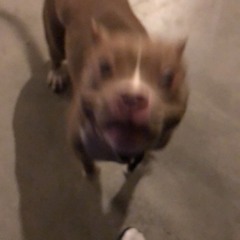 DAZED PERCEPTION$ (Prod. Bes)