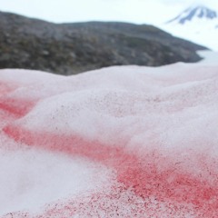 Crimson Snow