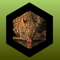 Let the Beat Control Your Booty