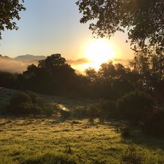 *You Are My Sunshine*     Anne Berry