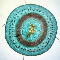 Buena Vida [FREE DOWNLOAD]