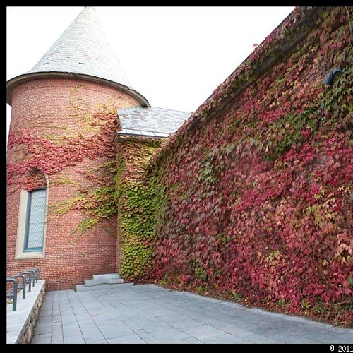 IVY & NEET (This Mortal Coil cover)ft SHARON CHEN cello