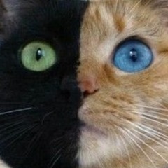 skeletons.mp4 [DIGITAL DOWNLOAD]