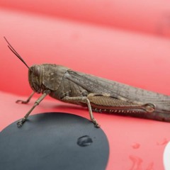 Bathing Insect Disquiet0408