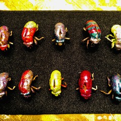 Little Box of Jewelled Cicadas