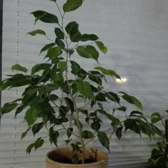 Plants grow slowly