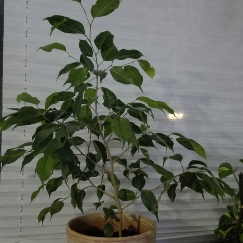 Plants grow slowly