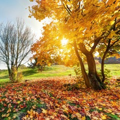 P.H.auser Autumn Mix Oktober 2019