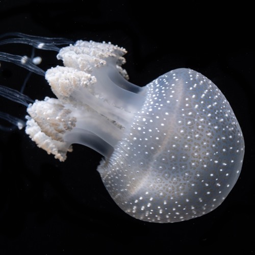 Stream jellyfish starbanger by Type 9 | Listen online for free on 