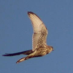 birdbody_die leihfrist des sommers sie tickt mit verlaub