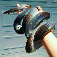 Venom ( w/caustyk. )