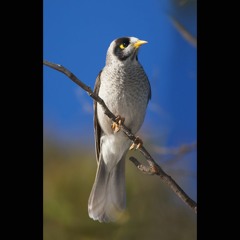 2019.10.27 Noisy Miner Dawn. Spring.