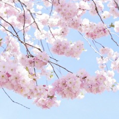 blossom.