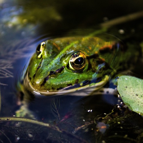 Frogs around a golden Sphere