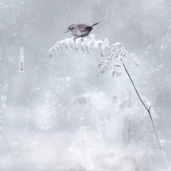 Azizy 冬の雪