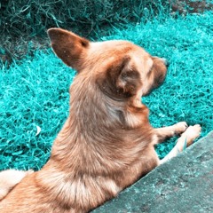 El Último Rayo De Sol Iluminando Tu Rostro