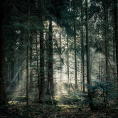 Dawid Jaworski - In the Woods