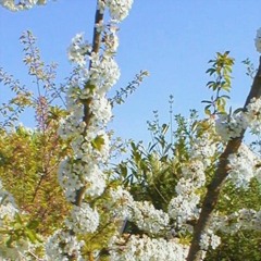 uhf channel 52 "paid programming"