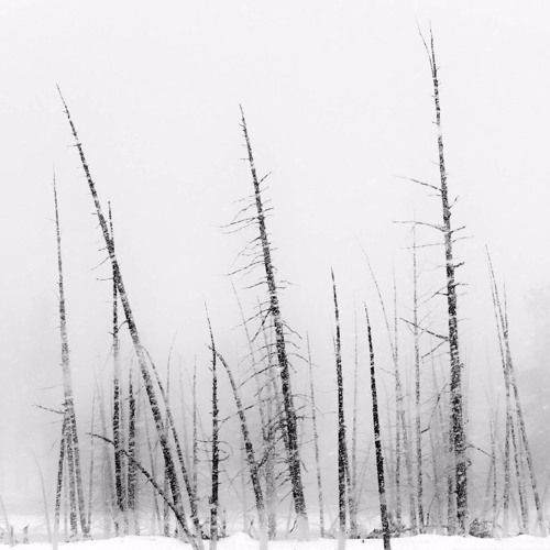 Get Out (naviarhaiku303)