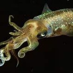 squid-da inflamables