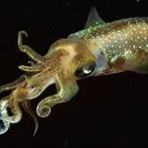 squid-da inflamables