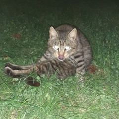 Danny Notter - Zakaj volim Zabreg Alienz