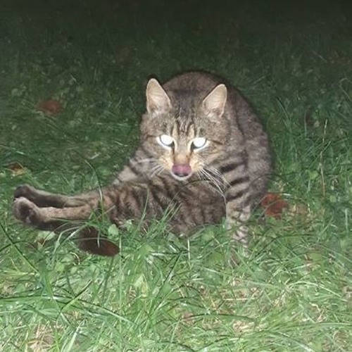 Danny Notter - Zakaj volim Zabreg Alienz