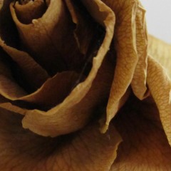 Roses In Winter (produced by ejanuska)