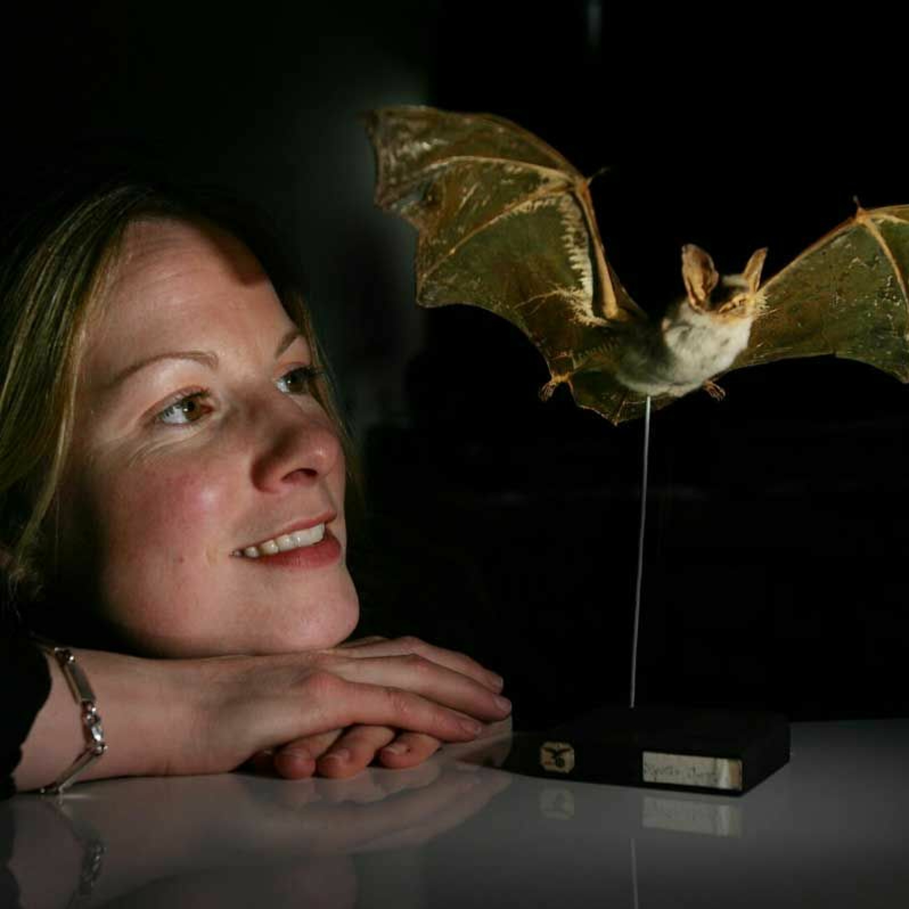 How do we study bats and rats to find the secret of everlasting youth?