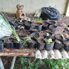 corinne bailey rae - green aphrodisiac (cover).m4a