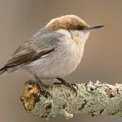 Episode 23 - All About Birds And The Threats They Face