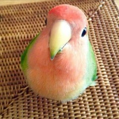 Groovy Parrot