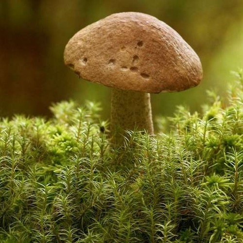 La Chasse Aux Champignons